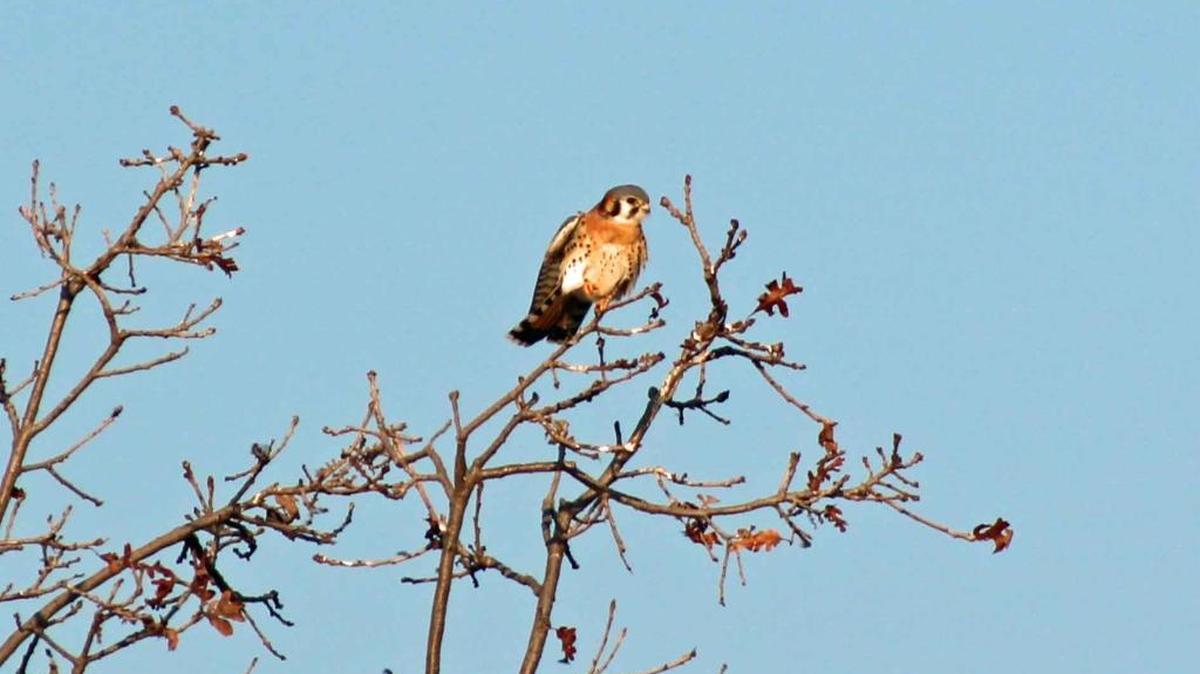 The American Kestrel is one of the many birds you may find at Boardwalk Trail at the Cosumnes River Preserve.