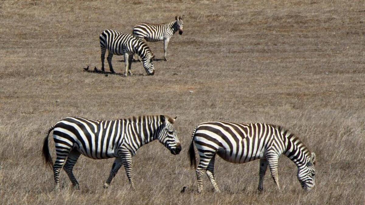 Zebras graze on William Randolph Hearst’s property, where Rocky Mountain elk also can be seen, both of which were introduced by Hearst. Along the coast, California sea otters can be viewed, most notably from the bluff-top boardwalk at Moonstone Beach.
