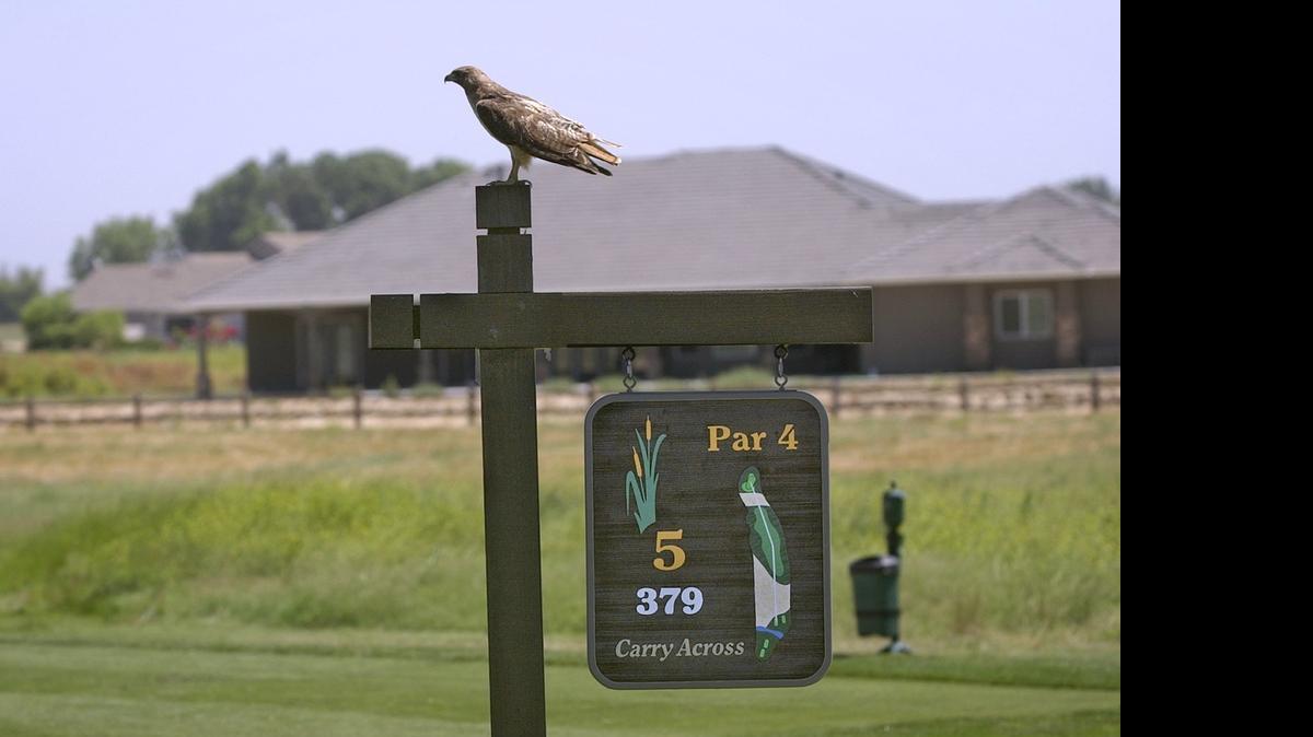 
A red-tailed hawk is perched on a sign marking the fifth hole at Stevinson Ranch Golf Club. On Tuesday, George Kelley, owner of Stevinson Ranch Golf Club, announced he’s closing the course in July.
